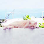 Sleeping Cat