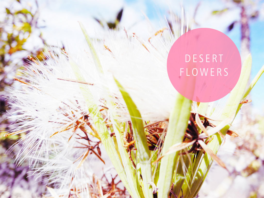 Desert Flowers
