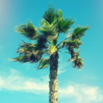 Palm Tree in the Wind