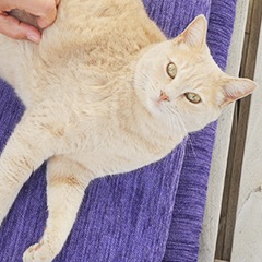 Luna the Cat