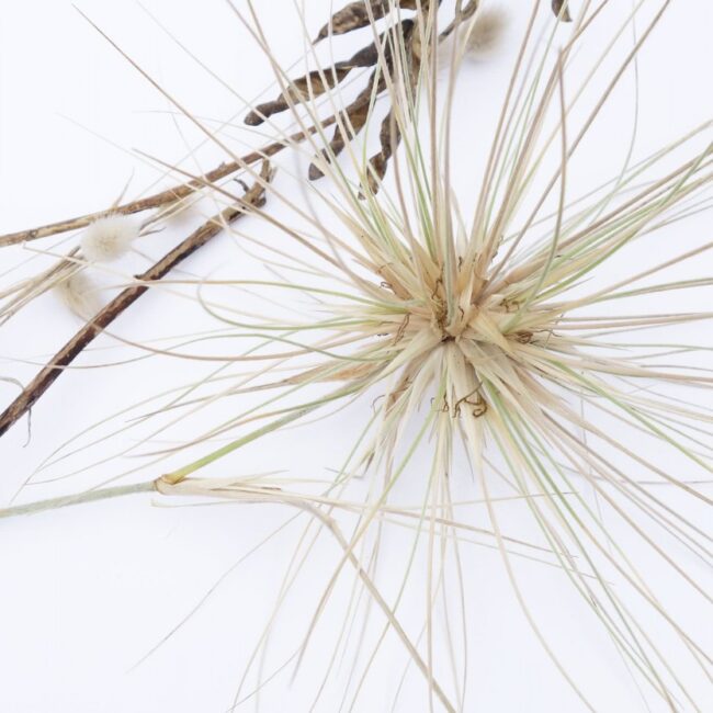 Cedarwood Essential Oil