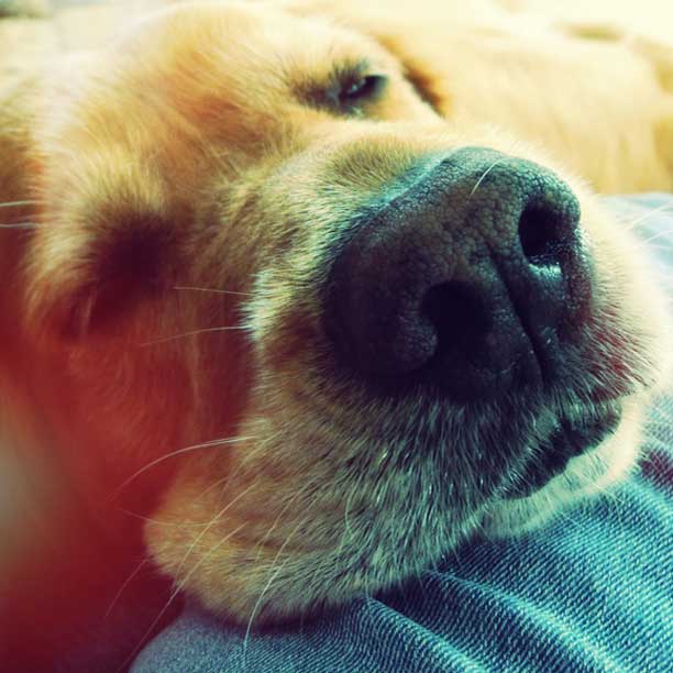 cutest dog