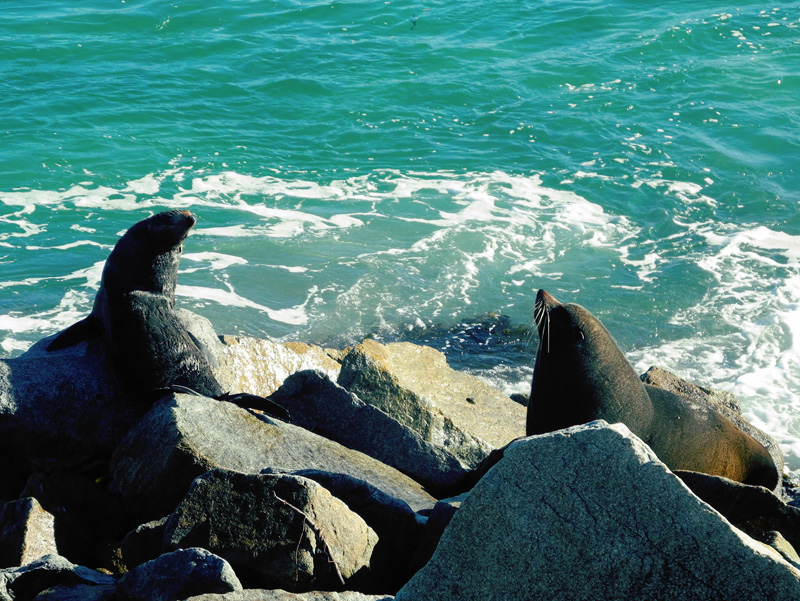 Sun Bathing Seals