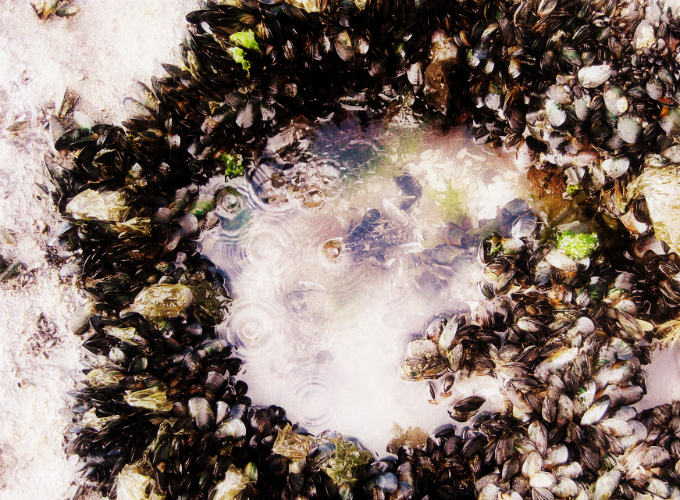 Sea shells