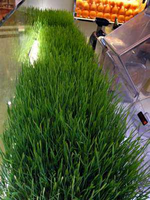 wheat grass