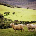 hello sheep