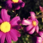 beach flower