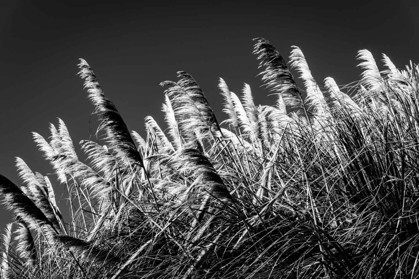 Black and white is a powerful tool in film making Uku