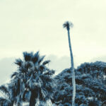 Palm Tree