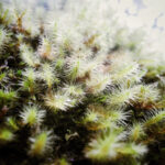 Forest Closeup
