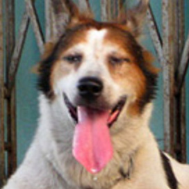 Georgetown dog